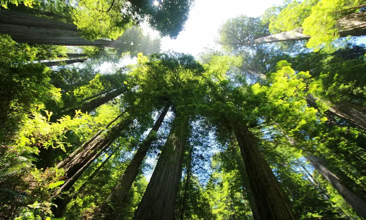 Forest and renewable energy as climate solutions