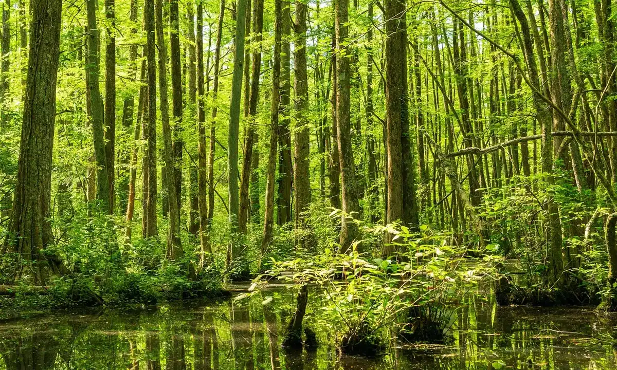 Forest restoration