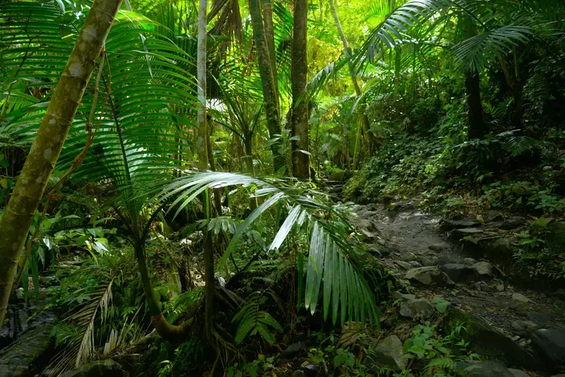 Close-up of jungle plants